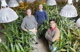 Gene guards grain-producing grasses so people and animals can eat
