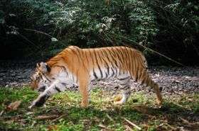'Genetic corridors' are next step to saving tigers