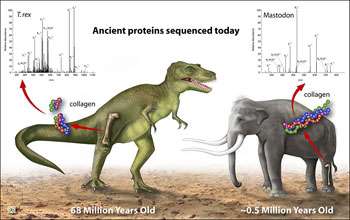 Genetic Sequencing of Protein from T. rex Bone Confirms Dinosaurs' Link to Birds