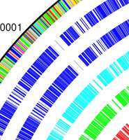 Superbug genome sequenced