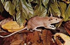 Giant Pouched Rat - Via Britannica Encyclopedia