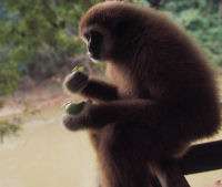 Gibbon feet provide model for early human walking