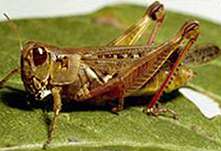 Grasshopper, Melanopuls femurrubrum