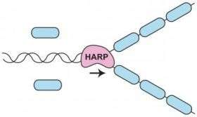 HARP Enzyme
