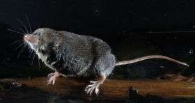 How water shrews find prey in the dark