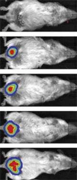 Imaging Assay Tracks Growth of Fat Cells in living mouse