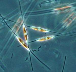In diatom, scientists find genes that may level engineering hurdle