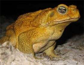 Invasion of the cane toads