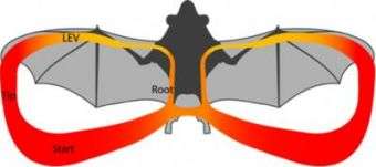 Leading edge vortex allows bats to stay aloft
