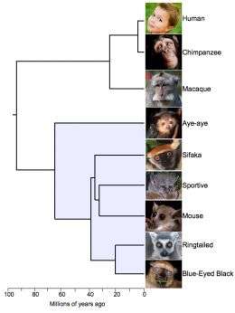 Lemur Family Tree Conclusively Mapped