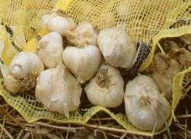 Love that garlic? Fresh may be healthier than bottled
