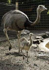 Male bird at Smithsonian's National Zoo has special reason to celebrate Father's Day