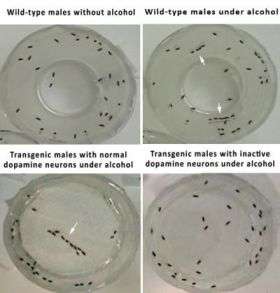 Male Flies