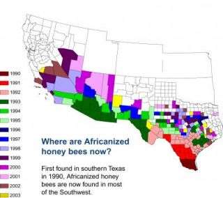 Map of Africanized Bee Migration in US