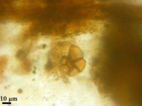 Marine plankton found in amber