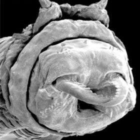 Marine Worm