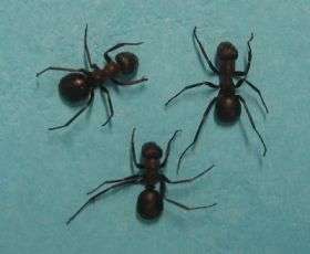 Medicinal Ants