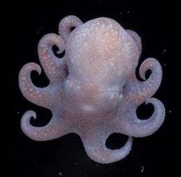 Researchers trace octopuses' family tree