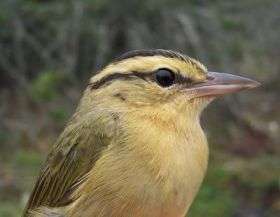 Migrating songbirds learn survival tips on the fly