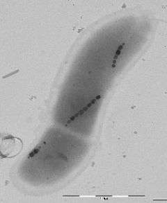 Mimicking bacteria to produce magnetic nanoparticles