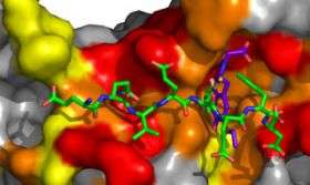 Molecule stops DNA replication in its tracks