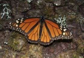 Monarch butterflies help explain why parasites harm hosts