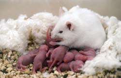 Negligent, attentive mouse mothers show biological differences