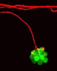 Neurons in zebrafish may reveal clues to the wiring of the human ear