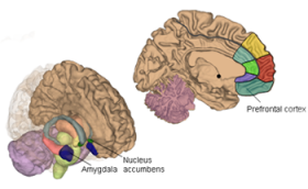 Neuroscientists Identify Brain Regions Responsible for Warding off Negative Emotion