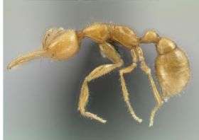 New Amazonian Ant
