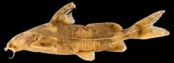 New Catfish Species