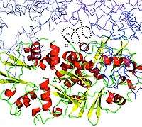 New crystallization method to ease study of protein structures