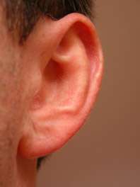 New findings contradict a prevailing belief about the inner ear