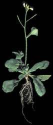 New gene-silencing pathway found in plants