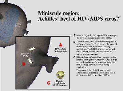 New picture of HIV-1's protein jacket identifies target for antibody-based vaccine