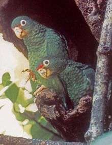 New study analyzes why endangered parrot population isn't recovering