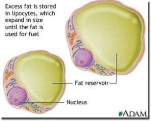 New study finds number of fat cells stays constant throughout life