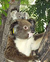 Orphaned koala becomes first-time mother