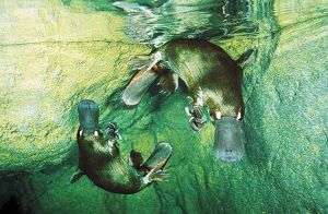 Platypus genome explains animal's peculiar features; holds clues to evolution of mammals