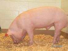 Pig Born with Cystic Fibrosis
