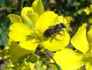 Pollinator decline not reducing crop yields just yet