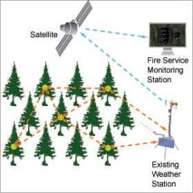 Preventing forest fires with tree power: Sensor system runs on electricity generated by trees
