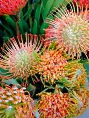 Protea plants help unlock secrets of species 'hotspots'