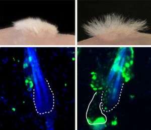 Protein that controls hair growth also keeps stem cells slumbering