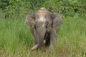 Pygmy Elephant with Radio Collar