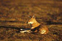 Rabies ‘barrier’ to save rare wolf