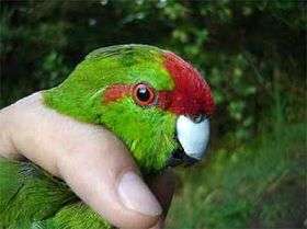 Rare parakeets to populate gulf islands
