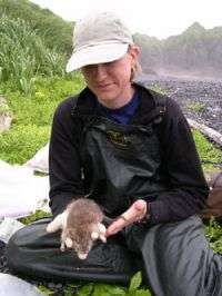 Rats on islands disrupt ecosystems from land to sea, researchers find