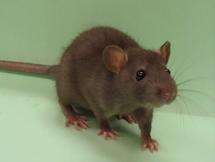 Rat survey may help identify human disease genes
