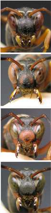 Remembrance of tussles past: paper wasps show surprisingly strong memory for previous encounters